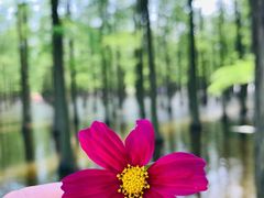 -渌洋湖湿地公园