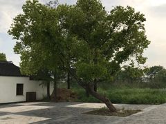 -同里国家湿地公园