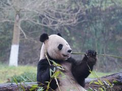 -都江堰中华大熊猫苑