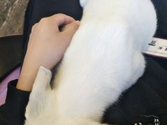 -宠爱国际动物医院·消化内科·心肾内科·ISFM猫友好(望京店)