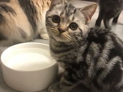 -团子家猫咪猫咖馆·柯基·柯尔鸭