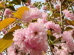 -长白岛森林公园