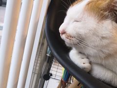 -平行世界·猫咖(首经贸店)