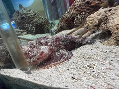 -太平洋海底世界