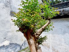 -乌镇东栅景区