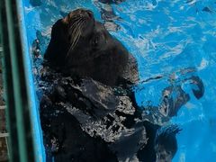 -上海海昌海洋公园