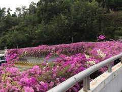 -深圳仙湖植物园-停车场