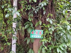 -广东花都湖国家湿地公园