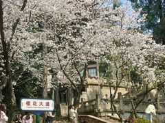 -武汉大学-樱园