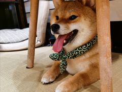 -逗柴咖啡屋·狗咖猫咖宠物桌游