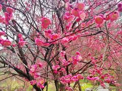 -常德桃花源景区