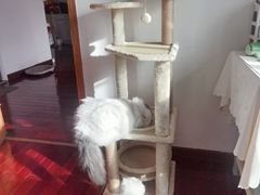 -中农国际动物医院24小时·猫科·骨科·急重症中心