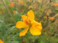 -大宁郁金香公园-停车场