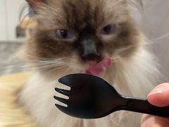 -楼上猫咖(罗湖店)