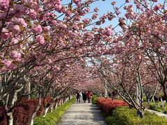-高东镇樱花园