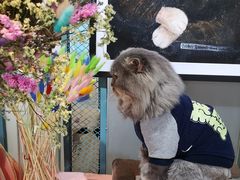 -喵屿·大理花园猫咖