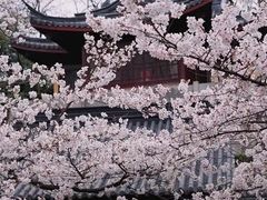 -鸡鸣寺