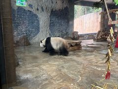 -海南热带野生动植物园