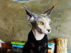 -猫色咖啡·猫咖