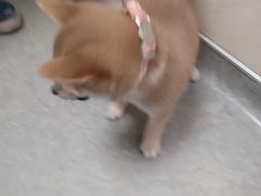 -安安宠医·安宠宠物医院