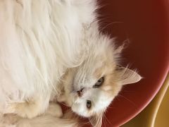 -平行世界·猫咖(首经贸店)