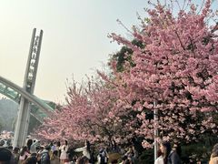 -南山植物园