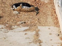 -石家庄市动物园