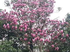 -桃花岛景观公园