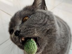-贝康宠物医院·犬猫全科·小动物特色诊疗中心(东环路店)