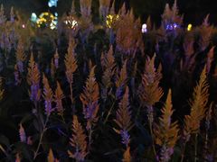 -广东花都香草世界旅游度假区