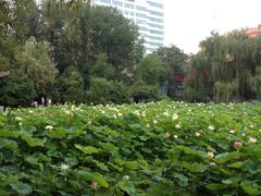 iphone_upload_pic-莲湖公园