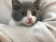 -lincat·猫舍(广州店)
