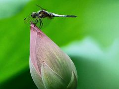 -白鹭湾湿地公园