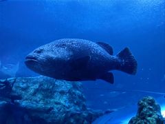 -珠海长隆海洋王国