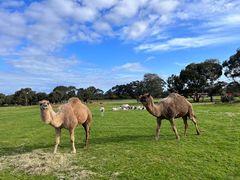 -威勒比开放式动物园