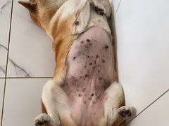 -瑞派康怡24h宠物医院·犬猫医疗中心·微创绝育(瑞景分院)
