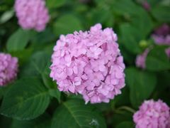-上海滨江森林公园