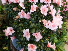 -中国科学院华南植物园