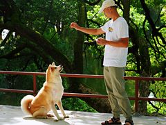 -良成狗狗乐园