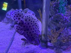 -太平洋海底世界