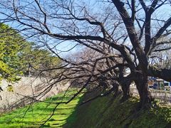 -名古屋城