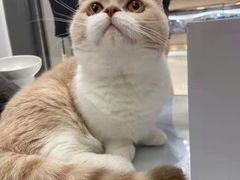 -COLOR PETS 撸猫馆·购猫·猫咖(长风大悦城店)