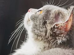 -宠爱国际动物医院· 猫科· 外科·中兽医(长白店)