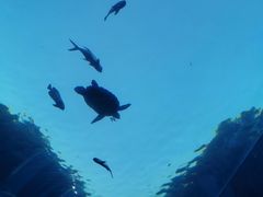 -海棠湾洲际-涛·海底餐厅·美人鱼·自助餐·海底隧道