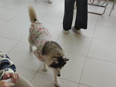-怪兽屋·羊驼·猫咖·狗咖(俊华广场店)