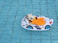 -趣玩宠物乐园寄养训犬训狗游泳池