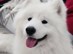 -星多哈·狗咖·拼豆·咖啡