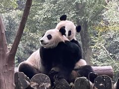 -都江堰中华大熊猫苑