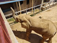 -西霞口神雕山野生动物世界