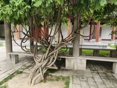 -黄帝陵